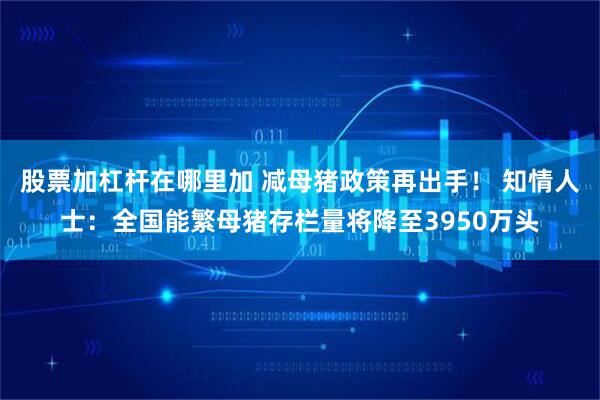 股票加杠杆在哪里加 减母猪政策再出手！ 知情人士：全国能繁母猪存栏量将降至3950万头
